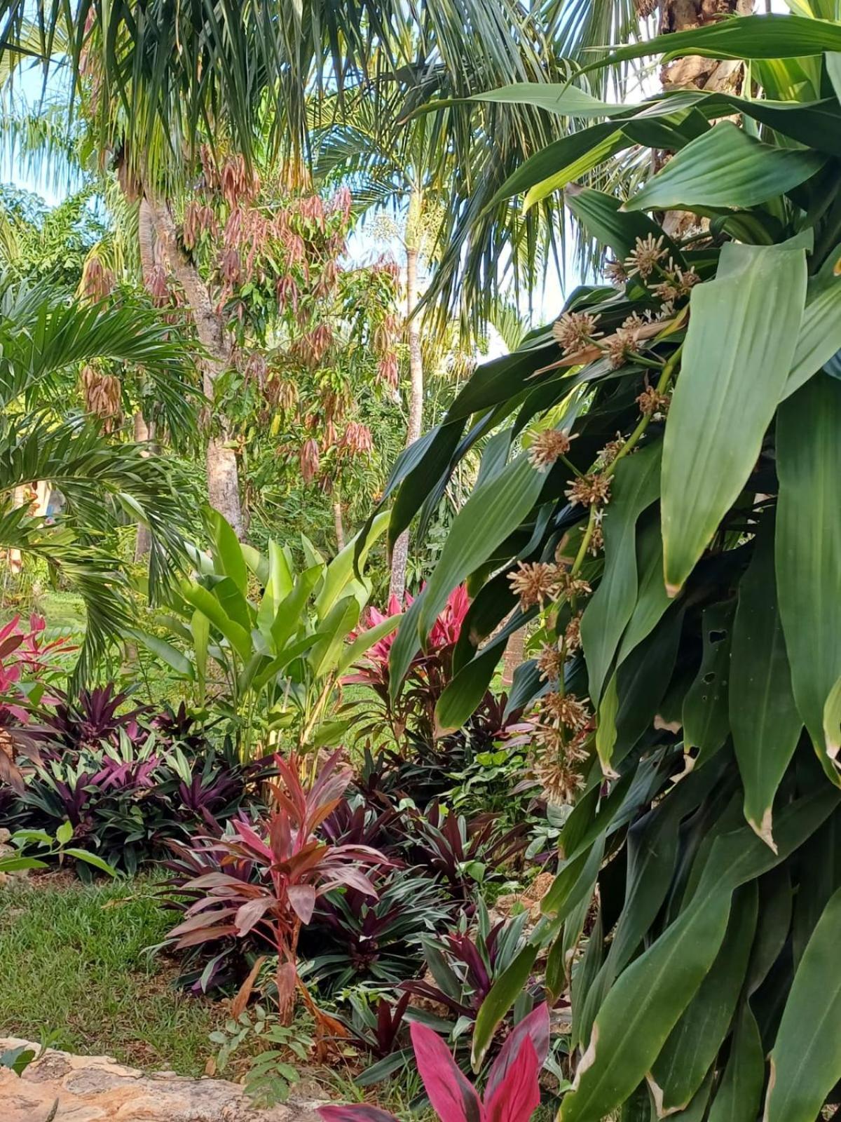 Green Paradise Leona Vicario 外观 照片